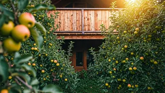 Hide Inside Deep Himachal Fruit Orchard Stays To Escape Heat