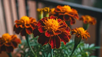 Balcony Blooms: Your Ultimate Guide to Growing Vibrant Marigolds Indoors