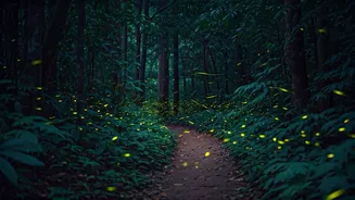 India's Firefly Trails Are Worth The Night Journey