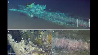 Cemitério de baleias? Centenas de carcaças são encontradas juntas no fundo do oceano