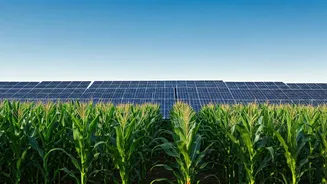 Agrivoltaics: Boosting Corn Yields and Energy Production on North American Farms