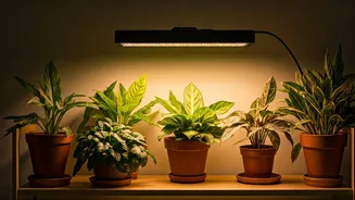 Less Than Four Hours Sunlight? Grow Lights Help