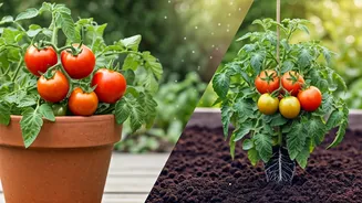 Tomatoes: Pots vs. Ground - The Gardener's Ultimate Decision Guide