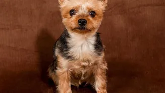A Small Dog Can Be Harmed by Less Chocolate than a Large Dog