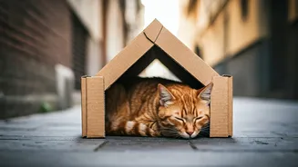 Animal Welfare Groups Design Cardboard Shelters For Local Stray Cats