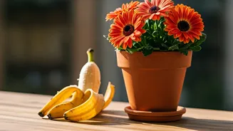 Plant Parents Use Organic Banana Skins For Brilliant Balcony Flowers