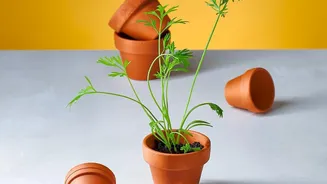 Terracotta Olla Irrigation Keeps Balcony Soil Moist Naturally Without Risk Of Overwatering Plants
