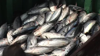 União Europeia avalia retomar compra de pescados do Brasil