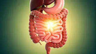 The Post-Meal Stroll: Revolutionize Your Body's Food Response with Gentle Movement