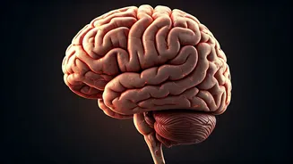 Unveiling the Science Behind Shared Laughter