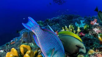 Lakshadweep Focuses On Sustainable Travel Policies To Safeguard Fragile Coral Reef Resources From Exploitation