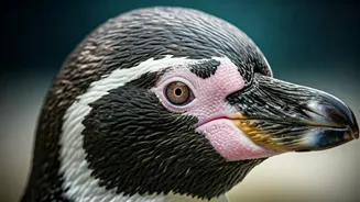 Zoo Penguins: Living Longer, Aging Faster? Unpacking the Paradox of Captivity