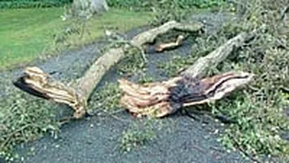 MP News: 6 Lakh Trees On Land Allotted To Adani Group To Be Felled In Singrauli, Says Congress