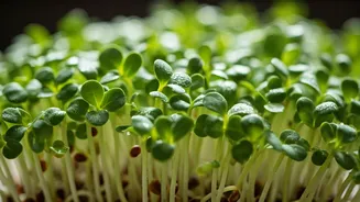 Alfalfa Sprouts: Tiny Greens Packed with Mighty Health Benefits