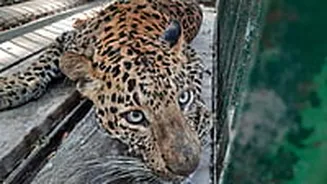 Leopard Triggers Panic After Entering Densely Populated Bhayandar East Area, Injures Three Residents Before Being Trapped