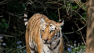 A New Count Puts Nepal's Wild Tiger Population at 429