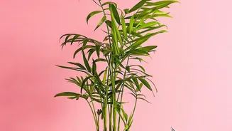 Simple Watering Tips Can Keep Indoor Plants Healthy During Wet Weather