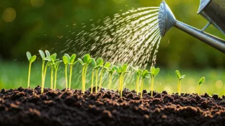 Watering Wildflower Seeds: Expert Advice for Blooming Beauty