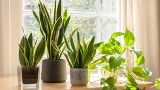 How to care for low-light indoor plants
