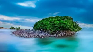Community Mangrove Planting Projects Shield Eastern Coastal Villages From Harsh Storm Surge Damage