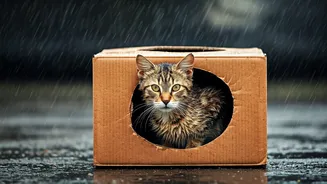 Keep Stray Cats Safe Constructing Dry Cardboard Shelters This Monsoon