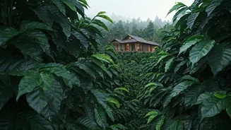 Coorg Coffee Plantation Retreats See Quiet Monsoon Booking Rush