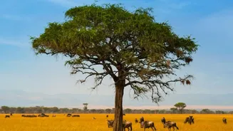 Savute's Dry Season Can Look Very Different From Its Greener Months