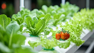 Soil-Free Gardening Is Great For Mud-Haters