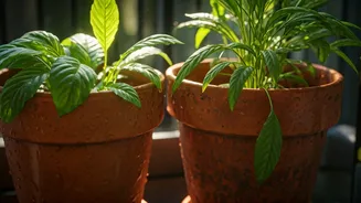 Save Your Balcony Garden From Monsoon Excess Water