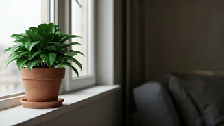 Rainy Interiors Need Freshness Without Renovation Drama