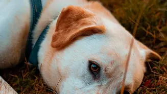 Why Post-Monsoon Humidity Causes Fungal Allergies In Dogs And How To Help