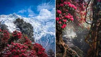 Discover best Himalayan treks to see vibrant rhododendrons carpeting slopes this spring