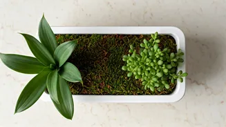 Renter Decor Gets A Fresh Soil-Free Plant Hack