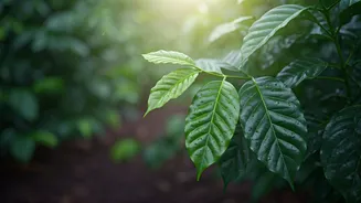 Experience Impossibly Fresh Post Rain Smell In Coffee Estates
