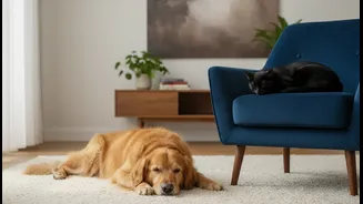 New Research Explores How Dogs And Cats Influence Everyday Stress Differently