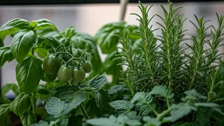 June Is Pruning Season For Balcony Gardeners
