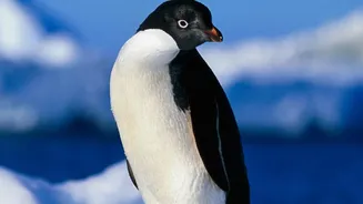 A New Antarctica Study Brings East Antarctica's Snowfall Into Focus