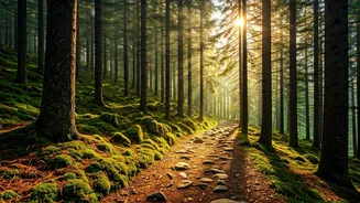 Forest Trails Are Pulling Travellers To Tirthan