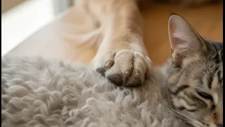Indian Pet Parents Need To Check Paws, Ears And Coat Daily