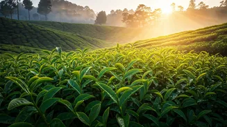 Jorhat Is Joining India’s Fresh Travel Conversation