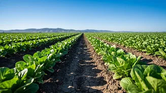 Could A Drier September Affect Vegetable Prices Faster Than Staple Grains?