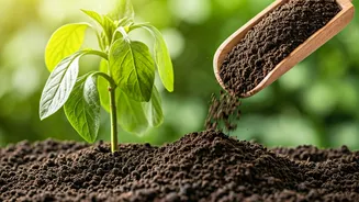 Give Drooping Foliage Instant Energy Boost Watering Organic Compost