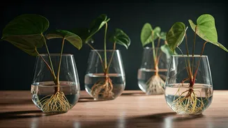Propagate Rare Velvet Anthuriums In Elegant Clear Glass Vessels