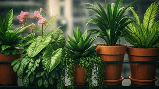 Monsoon Balcony Gardens Are The Practical Green Trend
