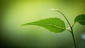 Neem Oil Protects Balcony Gardens From Destructive Monsoon Leaf Whiteflies