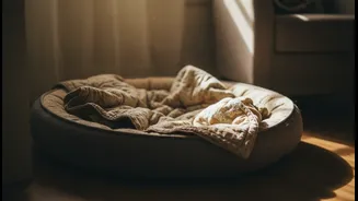 A Favourite Bed And Familiar Scent Can Anchor A Thunder-Safe Space