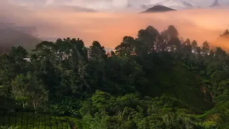 Book Your Coffee Plantation Stay Before Peak Travel Season Arrives
