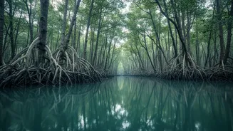 How Satellite Telemetry Systems Detect Subtle Changes In Sundarbans Mangrove Water Levels