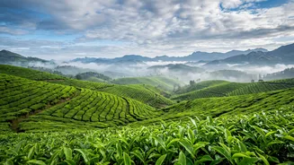 How to Read Travel Insurance Terms Before India's Rainy Season