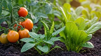 Easy Vegetables For Your First Kitchen Garden